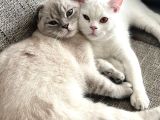 British Shorthair - Sahiplenme