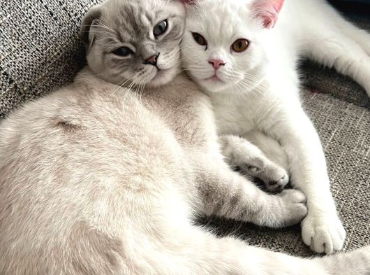 British Shorthair - Sahiplenme görsel