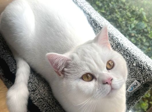 British Shorthair - Sahiplenme