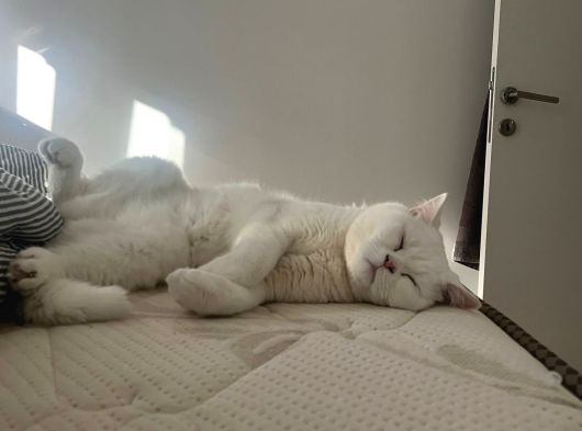 British Shorthair - Sahiplenme görsel