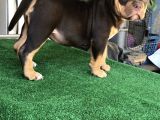 Exotic Bully Yavrular