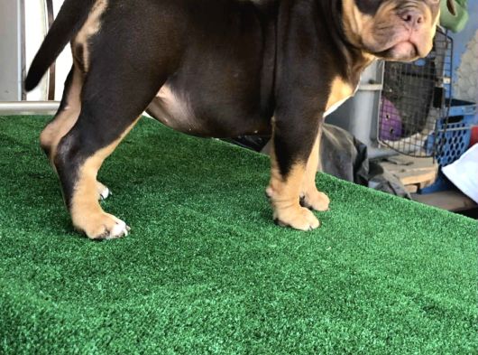 Exotic Bully Yavrular görsel