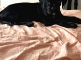 Cane Corso Siyah Erkek Yavru Sahiplendirilecek