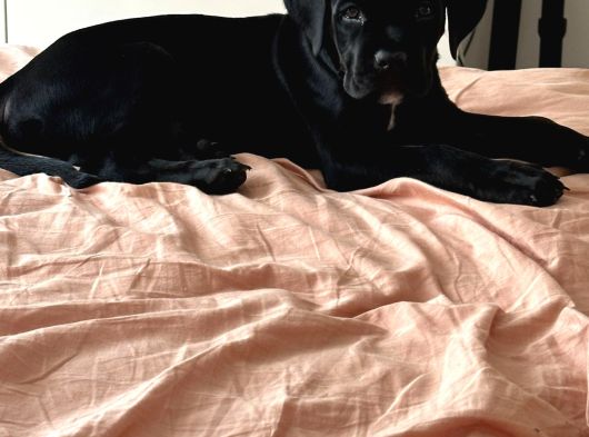 Cane Corso Siyah Erkek Yavru Sahiplendirilecek görsel