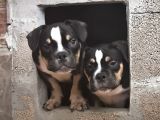 Exotic bully yavrular
