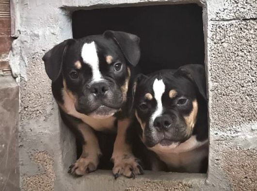 Exotic Bully Yavrular
