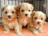 Anatomi̇ Hari̇kasi Maltipoo Bebekler