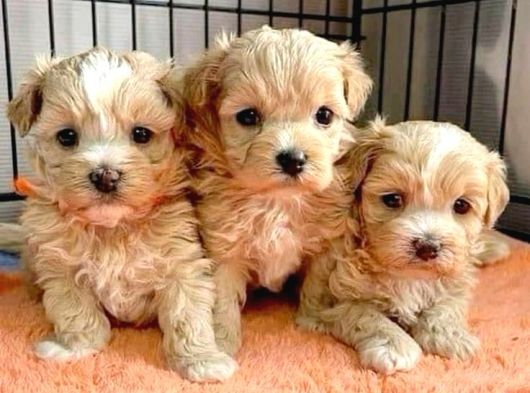 Anatomi̇ Hari̇kasi Maltipoo Bebekler görsel