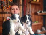 Burkem Çiftliğimizden Safkan Border Collie