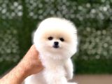 Orji̇nal Pomerani̇an Boo Çocuklar