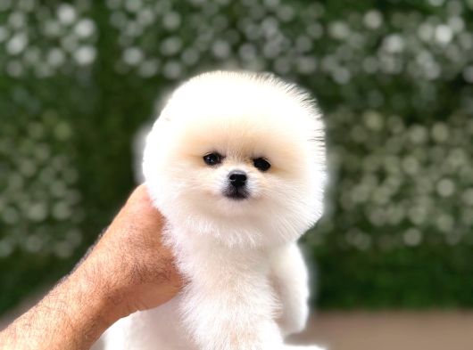 Orji̇nal Pomerani̇an Boo Çocuklar görsel