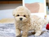 Kivir Kivir Tüy Dökmeyen Maltipoo Yavrular