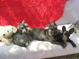 Minyatür Schnauzer Yavruları Mama Ve Malzeme Kampanyalı