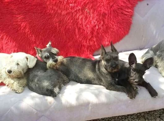 Minyatür Schnauzer Yavruları Mama Ve Malzeme Kampanyalı görsel