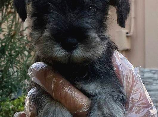 Minyatür Schnauzer Yavruları Mama Ve Malzeme Kampanyalı görsel