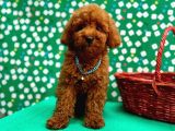 ORJİNAL POODLE ÇOCUKLAR
