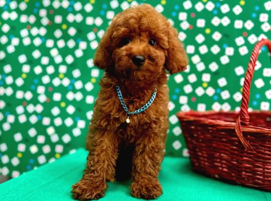 Orji̇nal Poodle Çocuklar