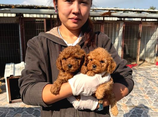 Toy Poodle Yavrularımız