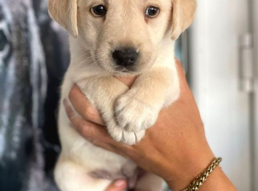 Labrador Yavrularımız görsel