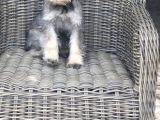 Minyatür Schnauzer Yavruları Mama Ve Malzeme Kampanyalı
