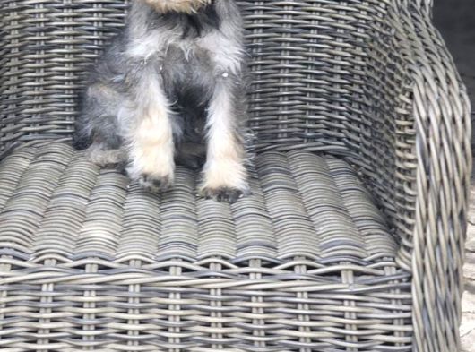 Minyatür Schnauzer Yavruları Mama Ve Malzeme Kampanyalı görsel