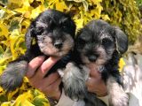 Minyatür Schnauzer Yavruları Mama Ve Malzeme Kampanyalı