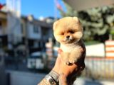 Micro Teacup Pomeranian Yavrularımız