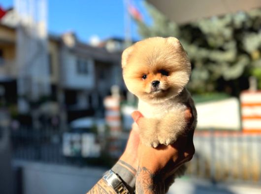 Micro Teacup Pomeranian Yavrularımız görsel