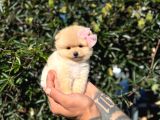 Micro Teacup Pomeranian Yavrularımız