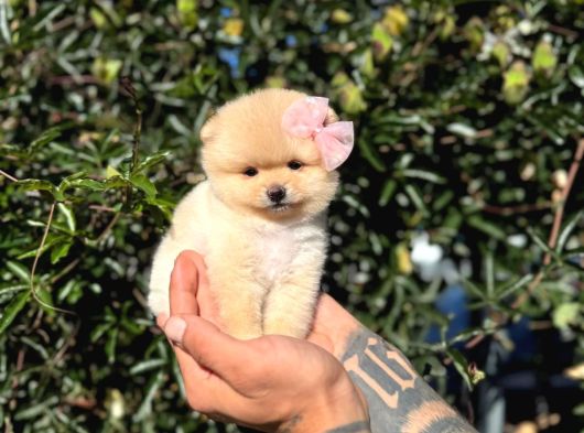 Micro Teacup Pomeranian Yavrularımız görsel