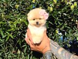 Micro teacup pomeranian yavrularımız