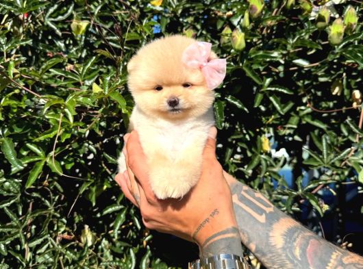 Micro Teacup Pomeranian Yavrularımız