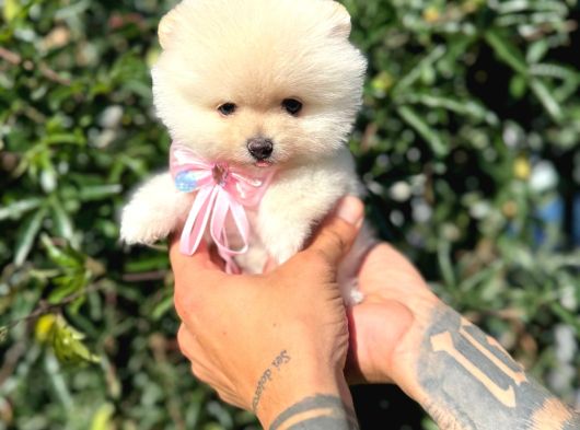 Micro Teacup Pomeranian Yavrularımız görsel