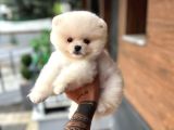 Pomerinian Boo Safkan Ayı Surat Bebeklerim