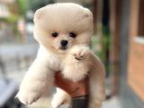 Pomerinian Boo Safkan Ayı Surat Bebeklerim