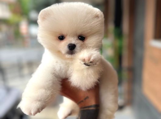 Pomerinian Boo Safkan Ayı Surat Bebeklerim görsel