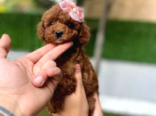 Daha Miniği Doğmadı Micro Kore Poodle görsel