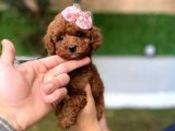 Daha Miniği Doğmadı Micro Kore Poodle