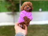 Fincan boy micro poodle bebeklerim