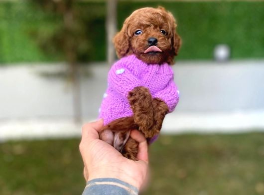Fincan Boy Micro Poodle Bebeklerim