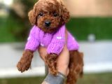 Fincan Boy Micro Poodle Bebeklerim