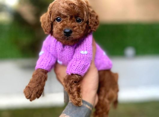 Fincan Boy Micro Poodle Bebeklerim görsel