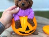 Fincan Boy Micro Poodle Bebeklerim