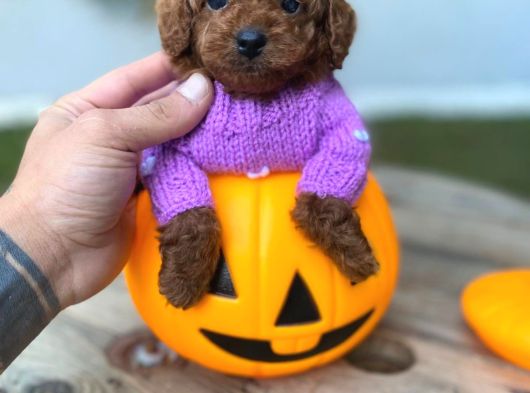 Fincan Boy Micro Poodle Bebeklerim görsel