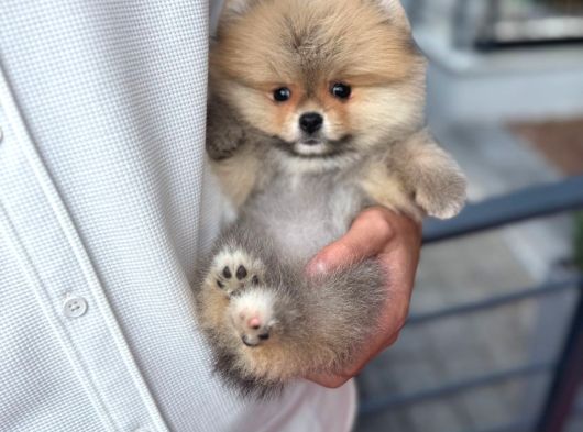 Pomerinian Boo Safkan Ayı Surat Bebeklerim görsel