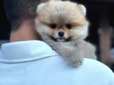 Pomerinian Boo Safkan Ayı Surat Bebeklerim