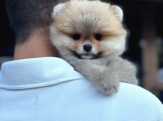 Pomerinian Boo Safkan Ayı Surat Bebeklerim görsel