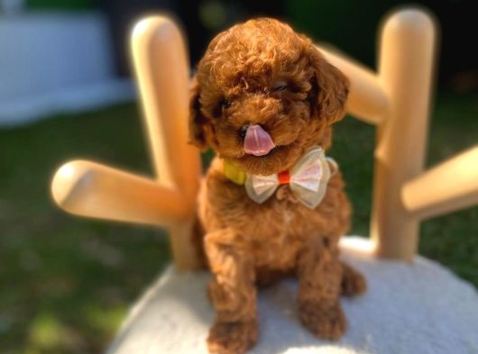 Teacup Ve Toypoodle Yavrular Show Roomumuzda Sizleri Bekliyo görsel