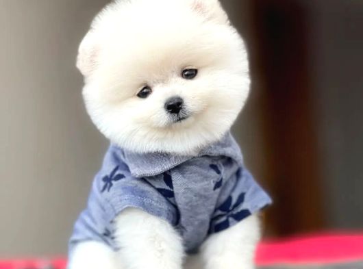 Ayı Surat Pomeranian Boo Yavrum Sizlerle