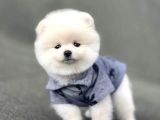 Ayı Surat Pomeranian Boo Yavrum Sizlerle